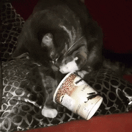 When the ice cream attacks and you’re a cat | Random Cat Gifs