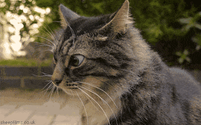 Suspicious cat | Random Cat Gifs