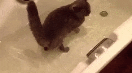 https://randomcatgifs.com/media/repentantunitedbobcat-small.gif